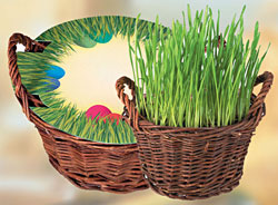 Velikono�n� travi�ka v ko��ku